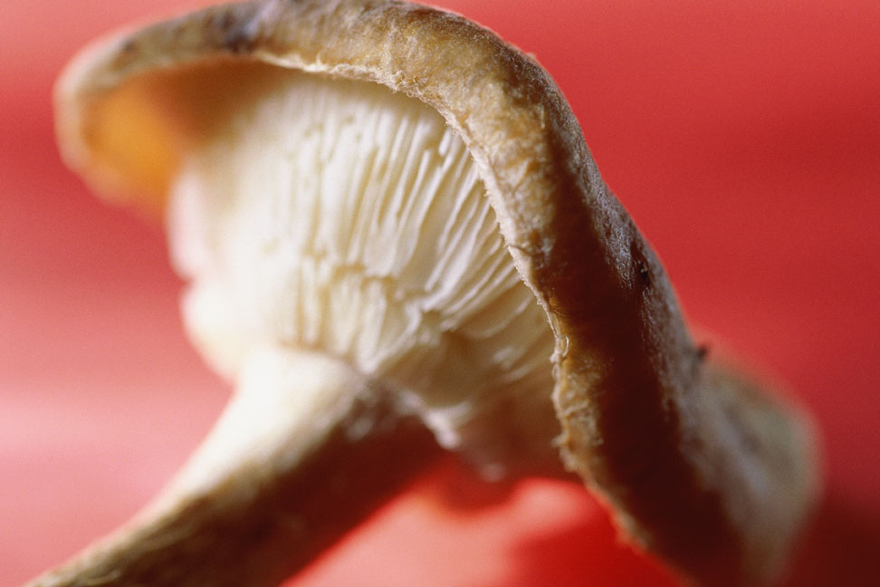 FFO_097